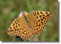 Dostojka malinowiec - Argynnis paphia