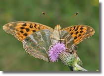 Dostojka malinowiec - Argynnis paphia