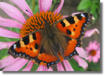 Rusaka pokrzywnik - Aglais urticae