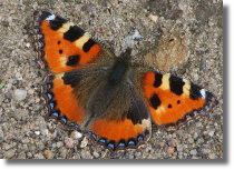 Rusaka pokrzywnik - Aglais urticae