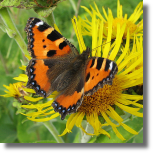 Rusaka pokrzywnik - Aglais urticae