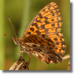 Dostojka dia - Boloria dia