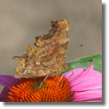 Rusaka ceik - Polygonia c-album