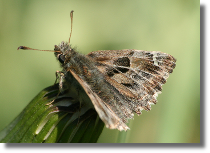 Warcabnik lazowiec - Carcharodus alceae