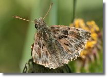 Warcabnik lazowiec - Carcharodus alceae