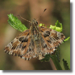 Warcabnik lazowiec - Carcharodus alceae