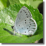 Modraszek wieszczek - Celastrina argiolus