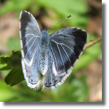 Modraszek wieszczek - Celastrina argiolus