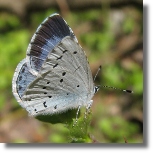 Modraszek wieszczek - Celastrina argiolus