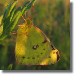 Szlaczko siarecznik - Colias hyale