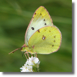 Szlaczko siarecznik - Colias hyale