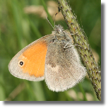 Strzpotek ruczajnik - Coenonympha pamphilus