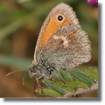 Strzpotek ruczajnik - Coenonympha pamphilus