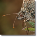 Strzpotek ruczajnik - Coenonympha pamphilus