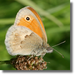 Strzpotek ruczajnik - Coenonympha pamphilus