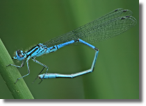 tka dzieweczka - Coenagrion puella