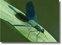 witezianka byszczca - Calopteryx splendens