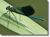 witezianka byszczca - Calopteryx splendens