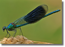 witezianka byszczca - Calopteryx splendens