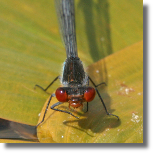 Oczobarwica wiksza - Erythromma najas