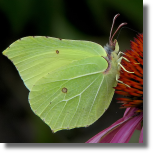 Latolistek cytrynek - Gonepteryx rhamni