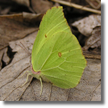 Latolistek cytrynek - Gonepteryx rhamni1