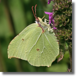 Latolistek cytrynek - Gonepteryx rhamni