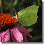 Latolistek cytrynek - Gonepteryx rhamni