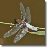 Waka paskobrzucha - Libellula depressa