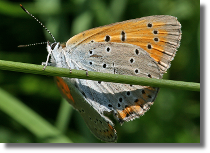 Czerwoczyk nieparek - Lycaena dispar