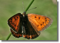 Czerwoczyk nieparek - Lycaena dispar