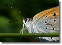 Czerwoczyk nieparek - Lycaena dispar