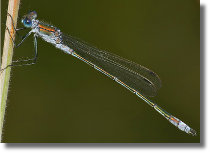 Patka podobna - Lestes dryas