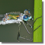 Patka podobna - Lestes dryas