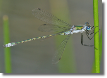 Patka podobna - Lestes dryas