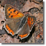 Czerwoczyk arek - Lycaena phlaeas