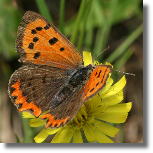 Czerwoczyk arek - Lycaena phlaeas