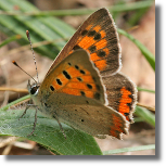 Czerwoczyk arek - Lycaena phlaeas