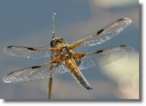 Waka czteroplama - Libellula quadrimaculata