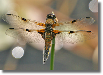 Waka czteroplama - Libellula quadrimaculata