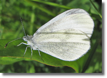 Wietek - Leptidea sp.