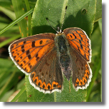 Czerwoczyk uroczek - Lycaena tityrus