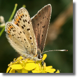 Czerwoczyk uroczek - Lycaena tityrus