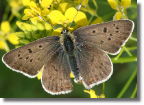 Czerwoczyk uroczek - Lycaena tityrus