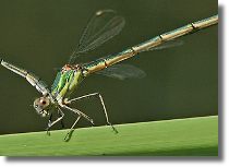 Patka zielona - Lestes viridis