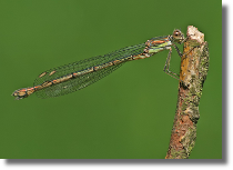 Patka zielona - Lestes viridis2