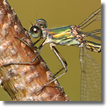 Patka zielona - Lestes viridis