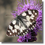 Polowiec szachownica - Melanargia galathea