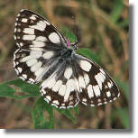 Polowiec szachownica - Melanargia galathea