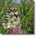 Polowiec szachownica - Melanargia galathea